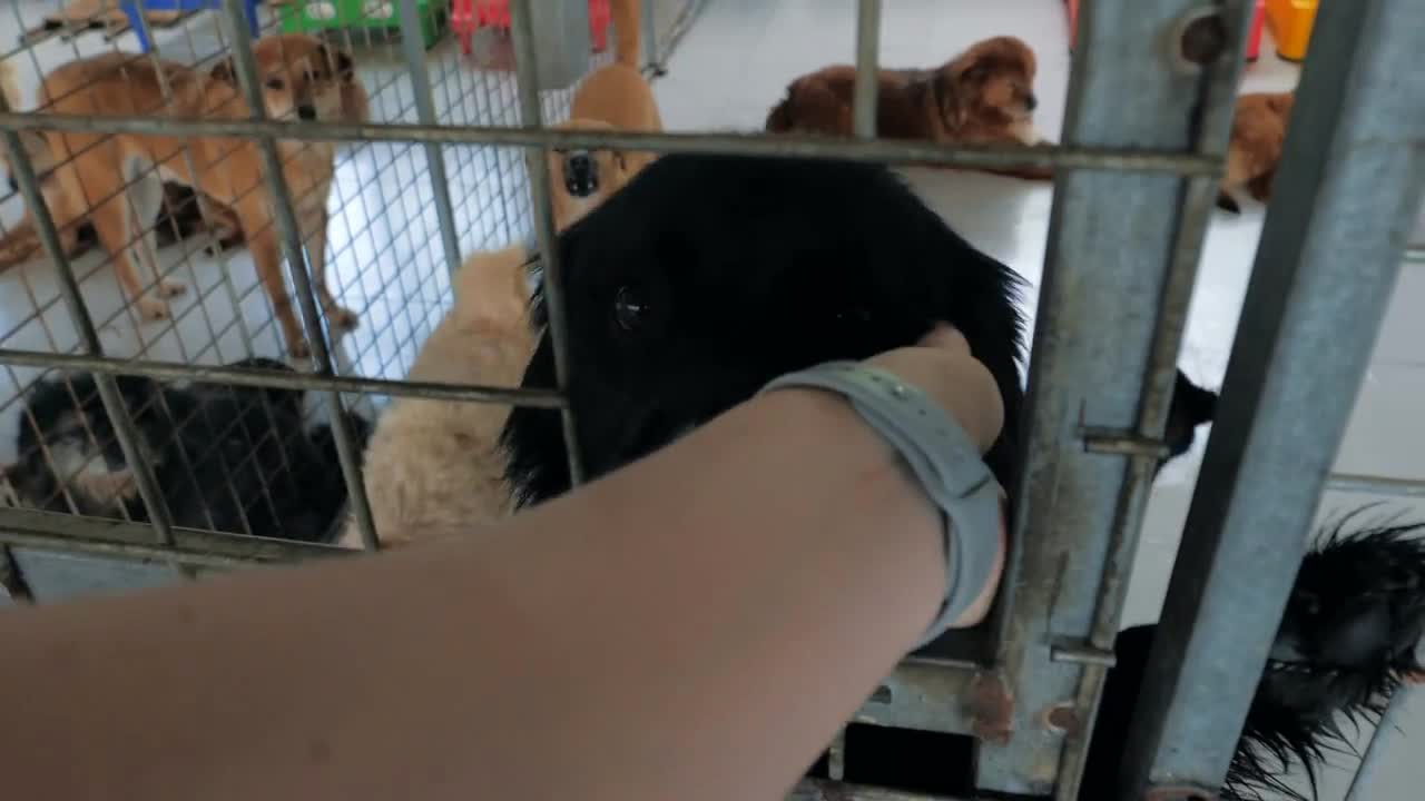 male hand petting caged stray dog in pet shelter. People, Animals