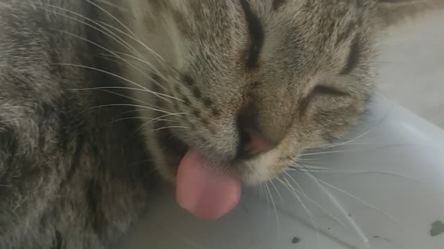 Cute cat with tongue out