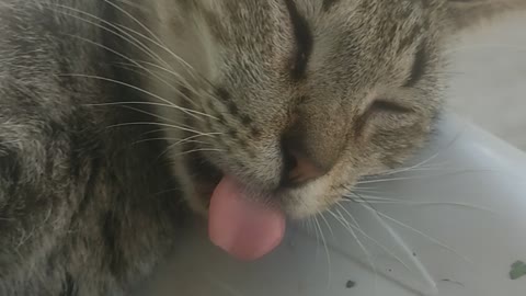 Cute cat with tongue out