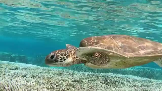 Sea turtle surfacing, in the south of the Great Barrier Reef.