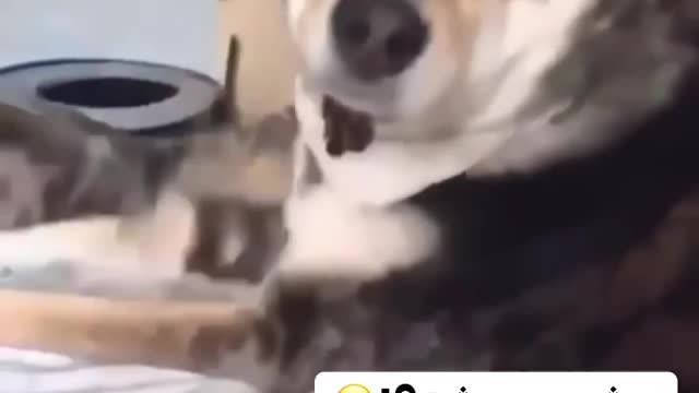 Where did the cat go?