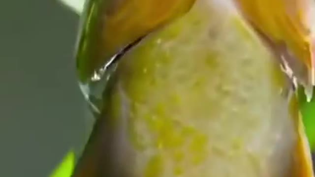 Flying Fish Picked Off From Above And Below | The Hunt