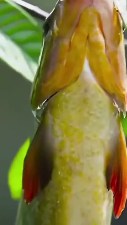 Flying Fish Picked Off From Above And Below | The Hunt