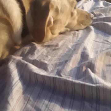 cute dog sleeping pt 2