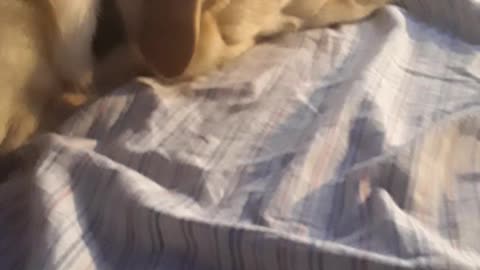 cute dog sleeping pt 2