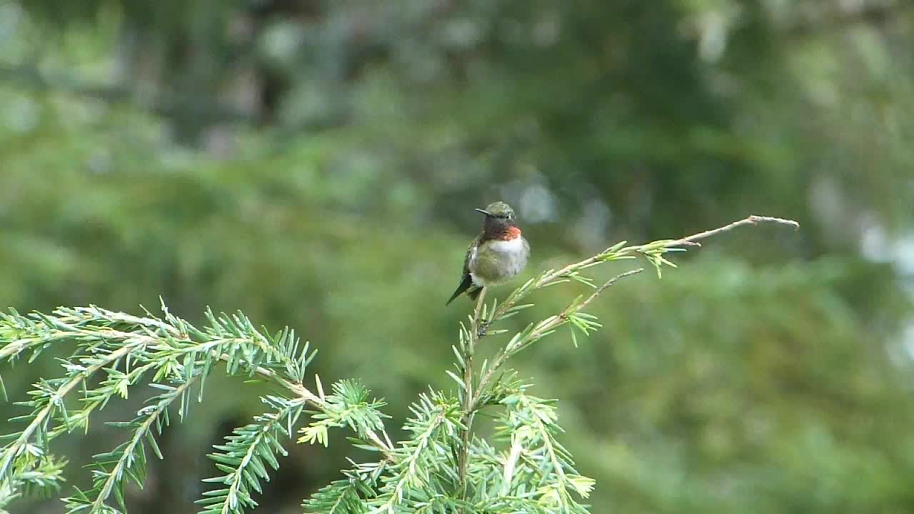 Humming Bird Guarding HIS feeders