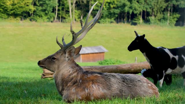 Deer Antler Wild Goat Domestic Goat Black Animal