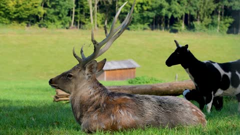 Deer Antler Wild Goat Domestic Goat Black Animal