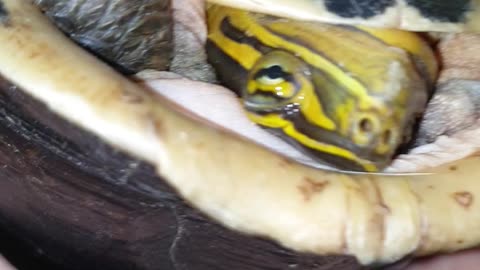 Saw turtle under the bed