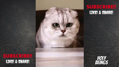 How to train THUG LIFE CATS _ BADA_S Cats _ Best Cat compilation _ Try not to laugh _ Holy Beings