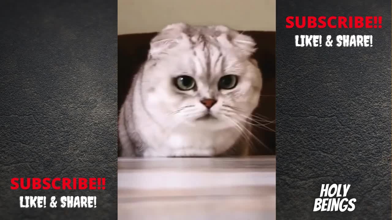 How to train THUG LIFE CATS _ BADA_S Cats _ Best Cat compilation _ Try not to laugh _ Holy Beings