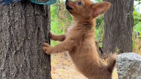 a dog a cat abird😊😊😊