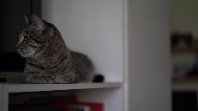 Cat Look