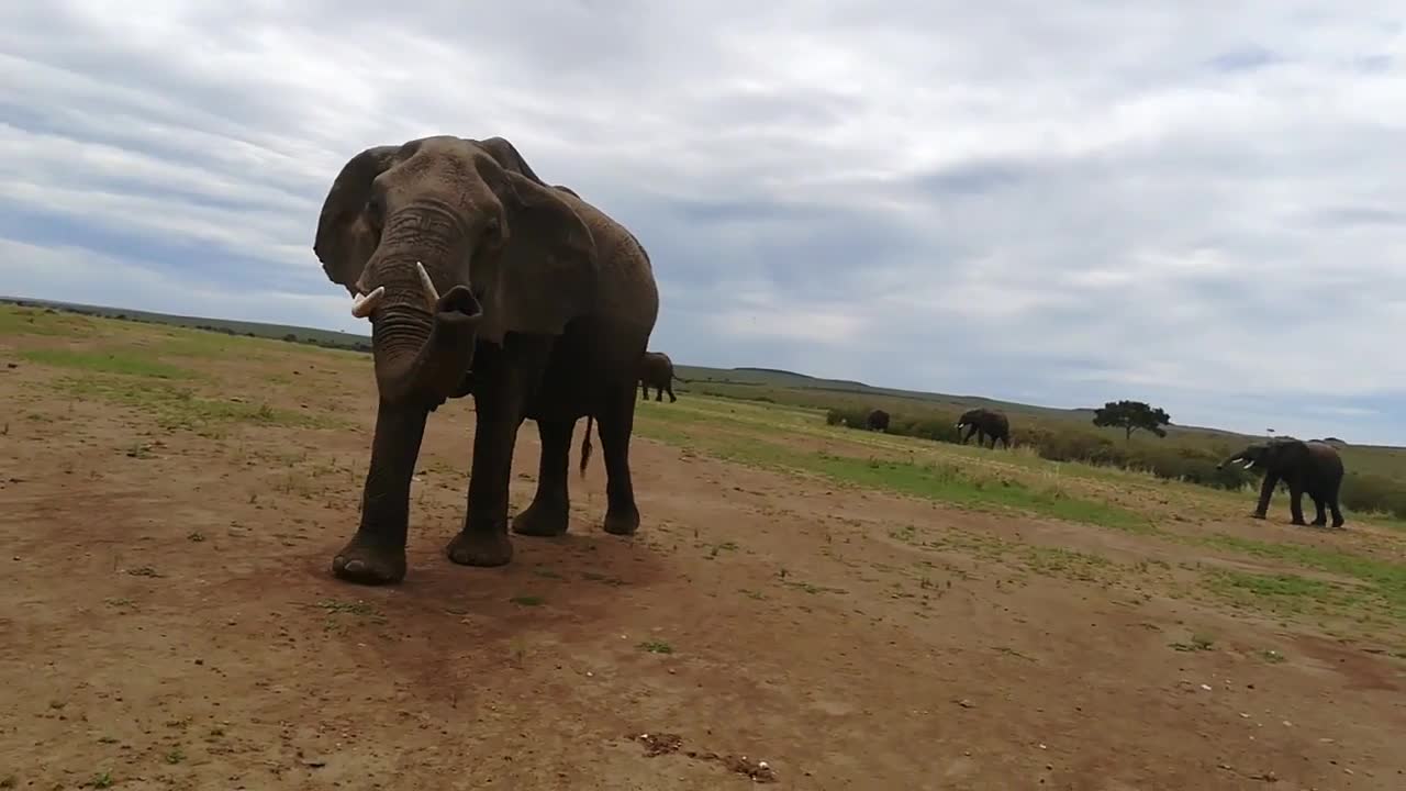 A huge elephant greets us in the forest 🐘🐘