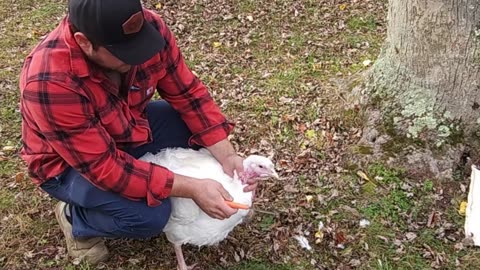 Butchering Our Thanksgiving Turkey (Using The Basics)