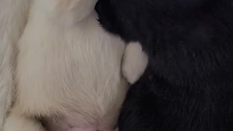 Newborn puppies are trying to bite each other.