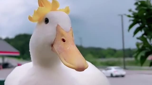 seDUCKtive