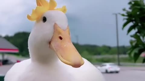 seDUCKtive