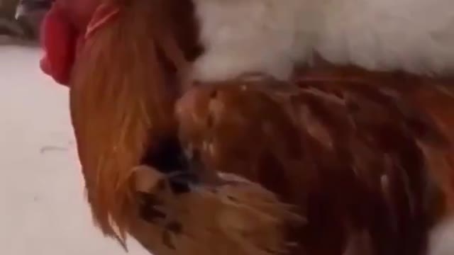 Dog RIDES Chicken | Funny Dog Rides a clueless Chicken