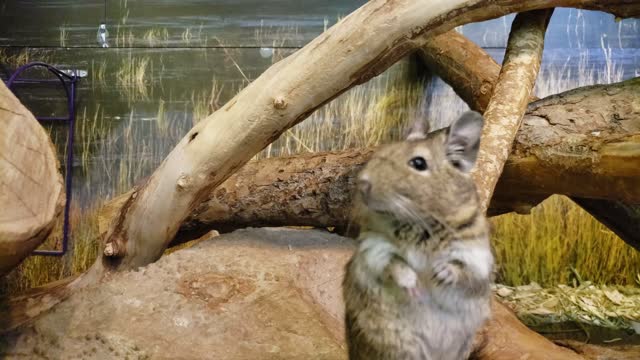 Common Degu