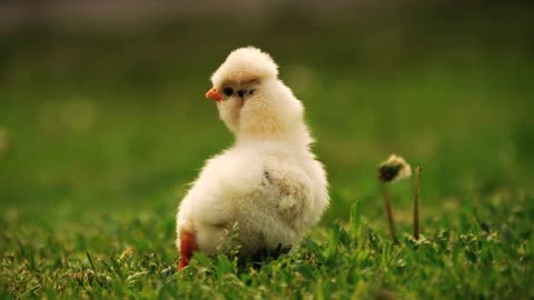 Close up newborn yellow chicken on the grass field on green background. Easter concept