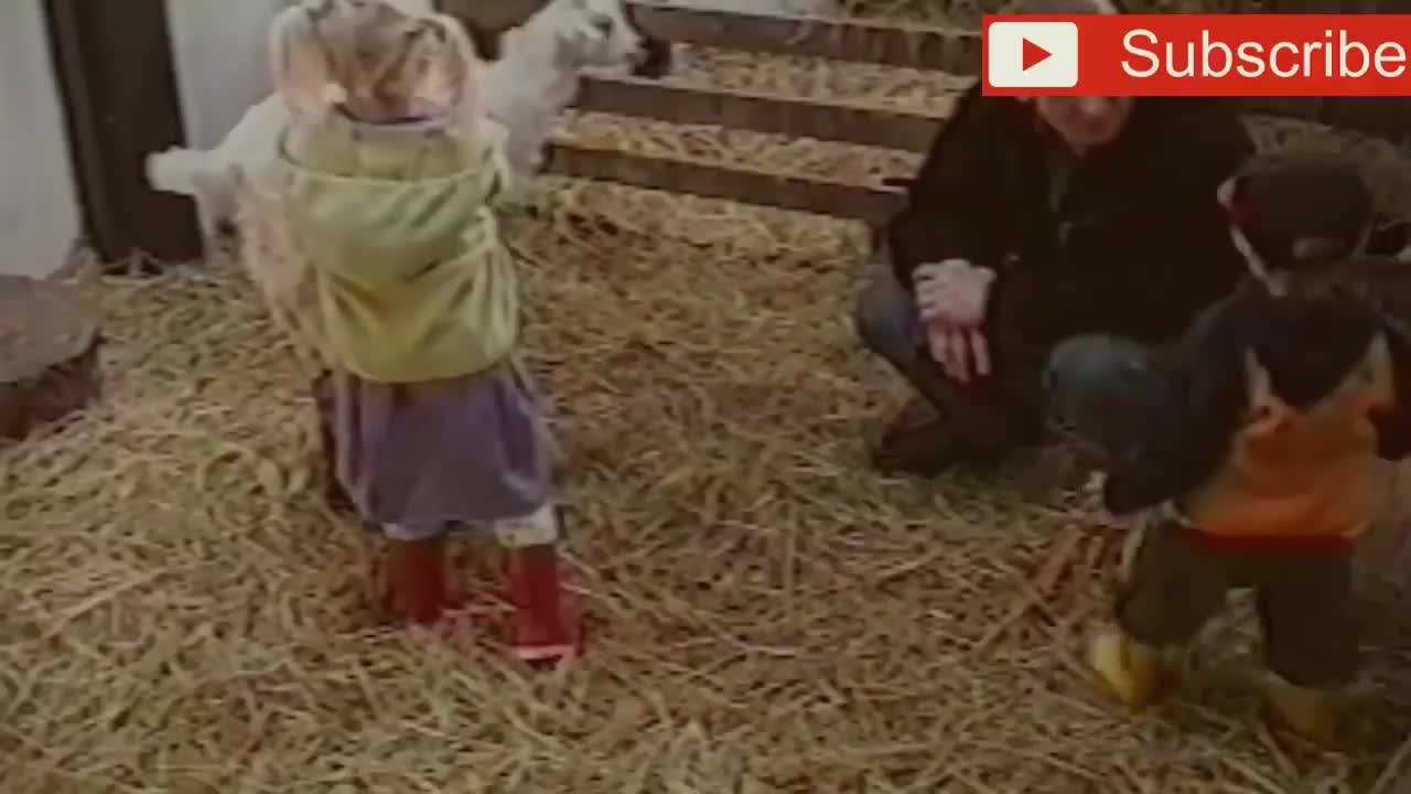 Crazy goats. Funny