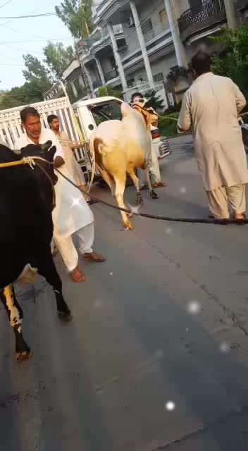 Beautiful Racing Bulls