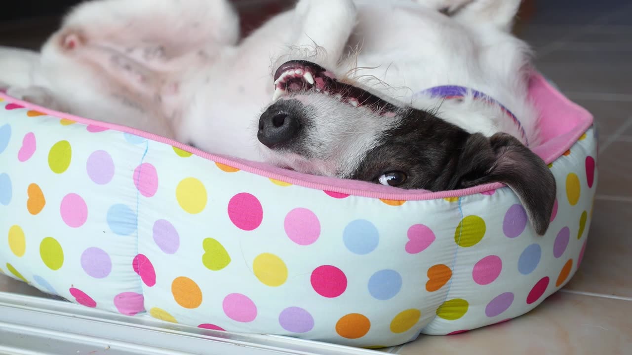 pet dog playing on his bed