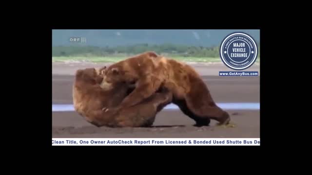 Fighting Grzlies & one shits