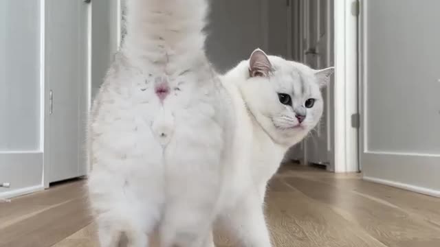 Cute cat dance