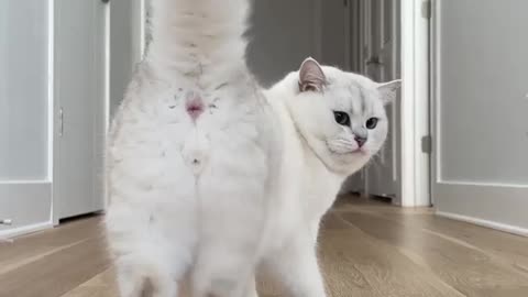 Cute cat dance