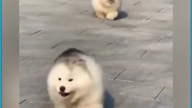 Clumsy fluffy puppies