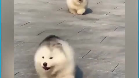 Clumsy fluffy puppies