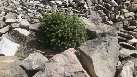 Spruce in the stones