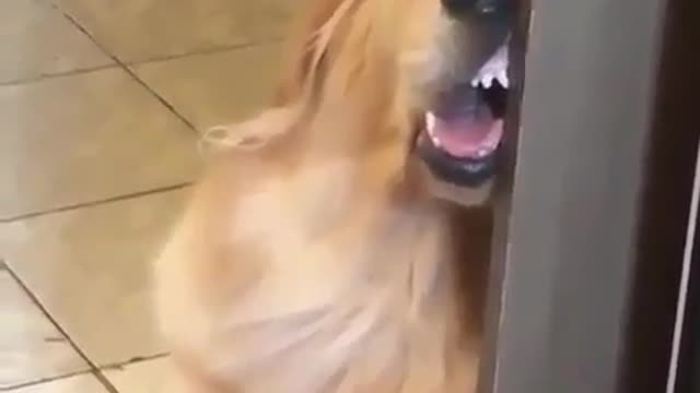 A dog leaning against the door to sleep.