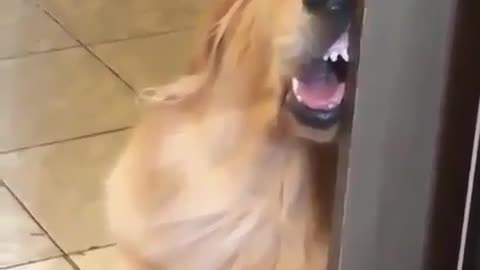 A dog leaning against the door to sleep.