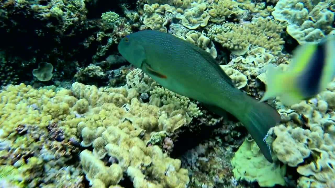 Walking Among Fish on the Ocean Floor