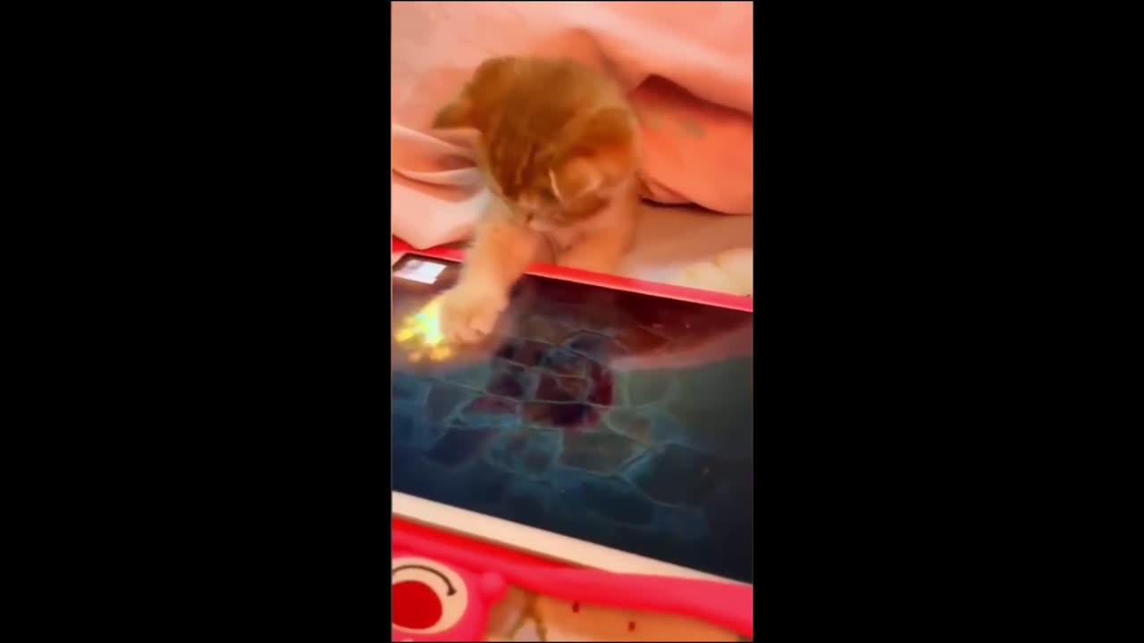 Funny Cats Playing video