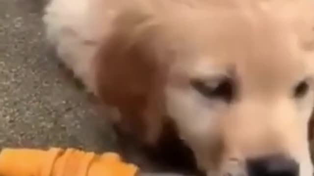 Cute and funny dog tik tok