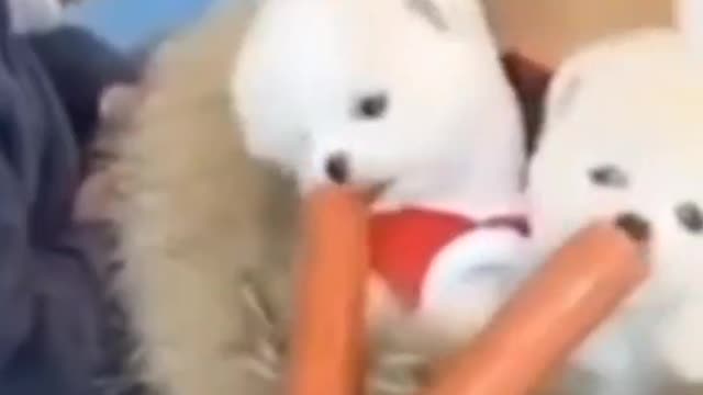 Cute Animalsππππ#shorts #animalsshorts #funnyanimals