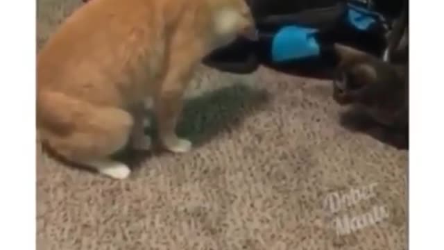Funny Animal Videos - Cutest Animals Ever