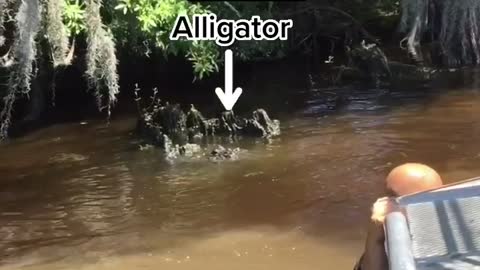 Swamp Man Throws Massive Wild Alligator