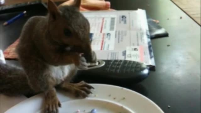 The real Rocky the Squirrel