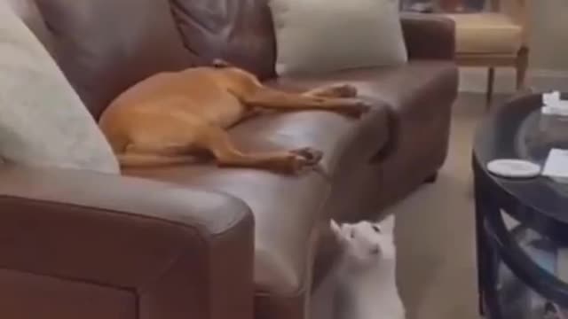 Sleeping dog and cute cat fun with him