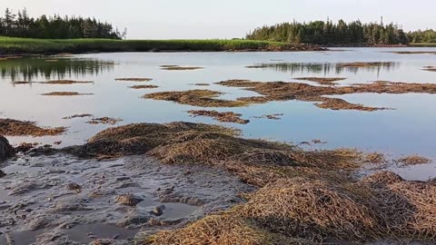 Nova Scotia Lobster Processing Pollution