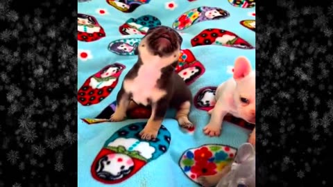 New Funny Videos 2024 😍 Funniest Cats & Dogs Videos🐶😹