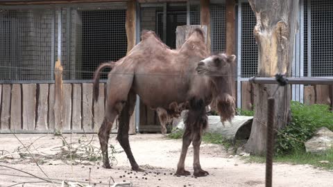 Animals in national Zoo