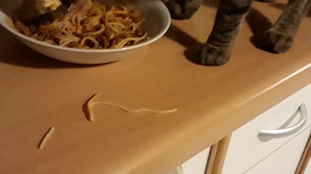 Adorable kitten fasinated over spaghetti