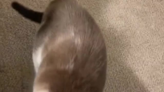 See if this cat says I want to go to bed with you