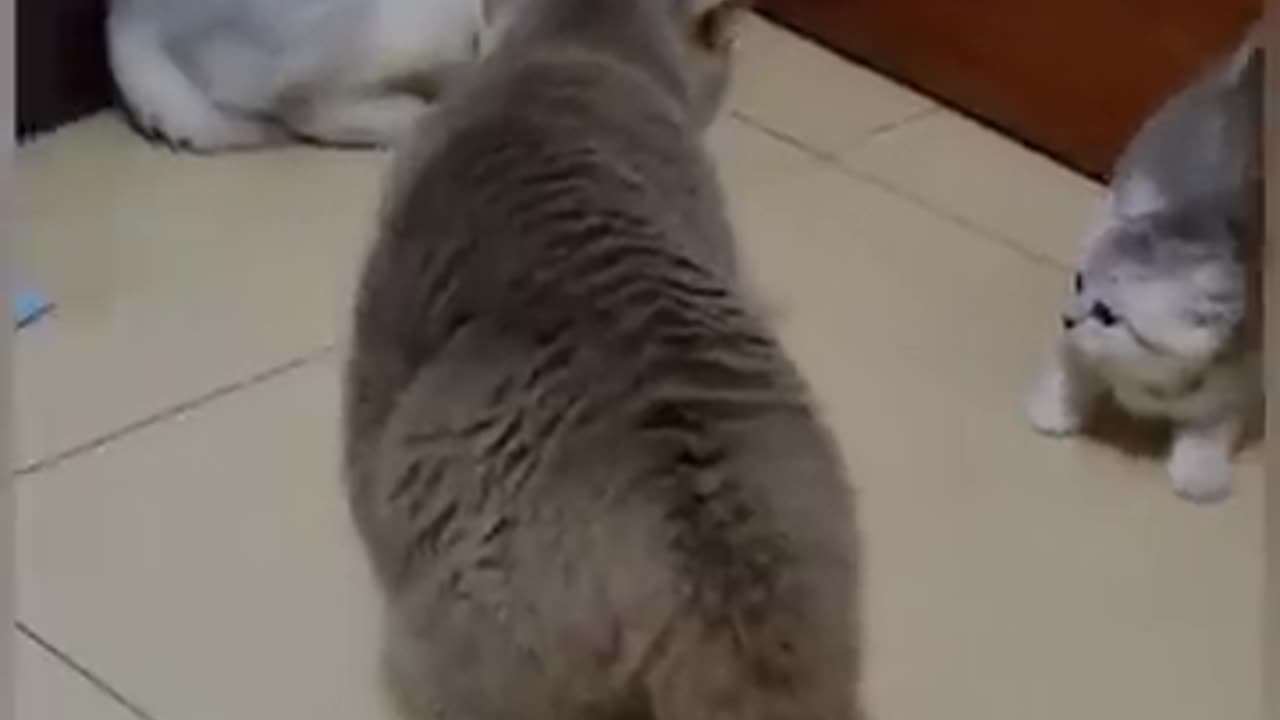 Funny cats animal video